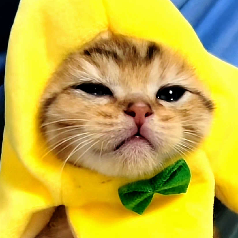 香蕉猫
