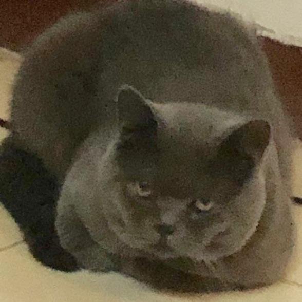 大宝圆圆