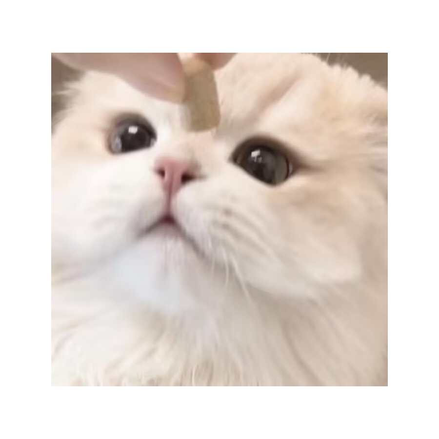 喵？