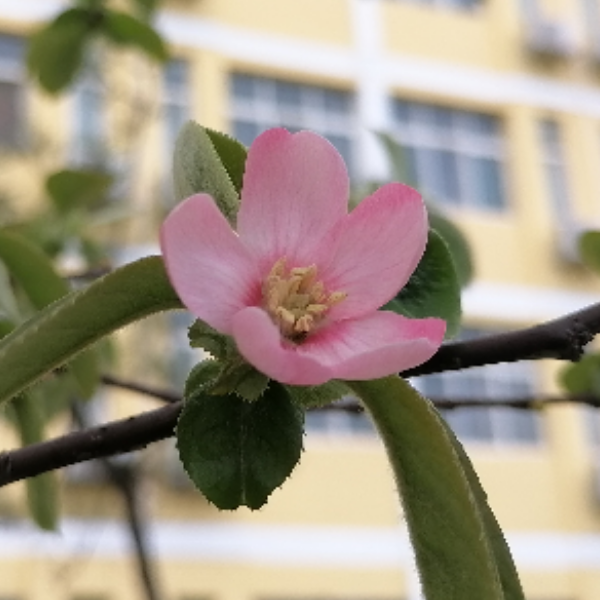 花花花