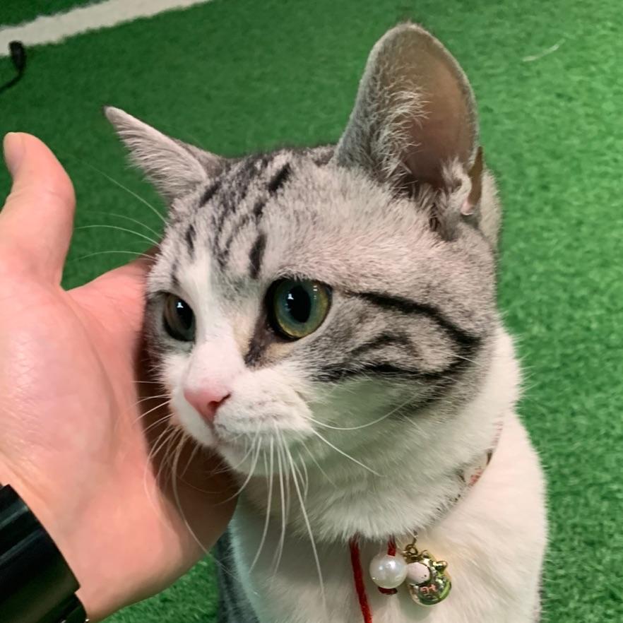 肘子