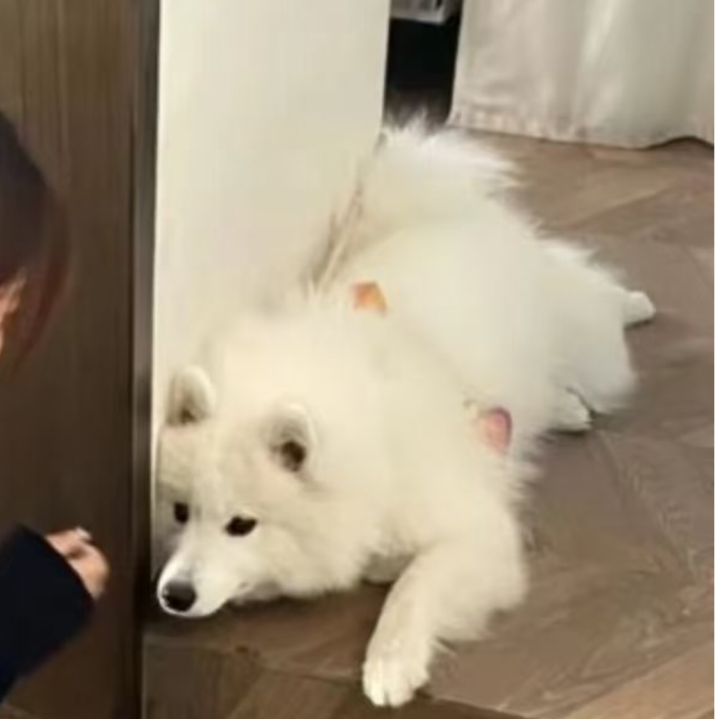 酣睡小熊.