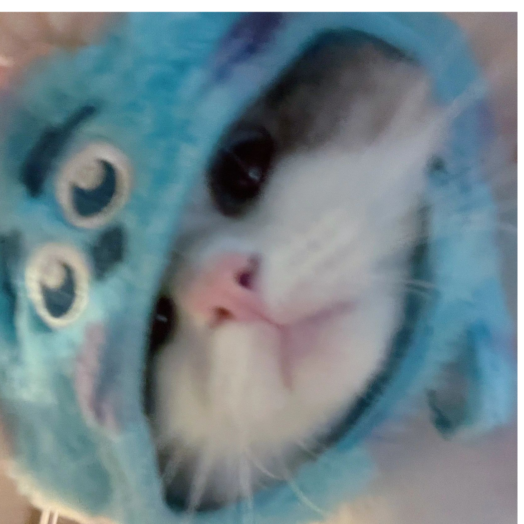 🐰