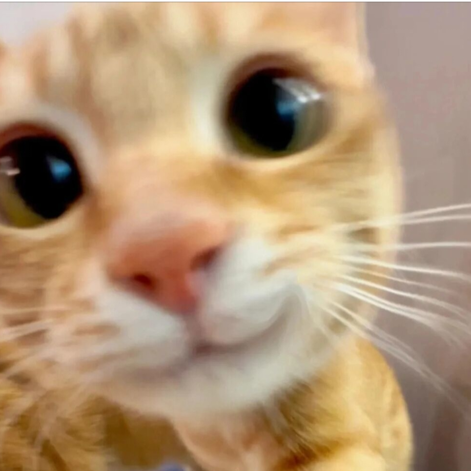 好运猫