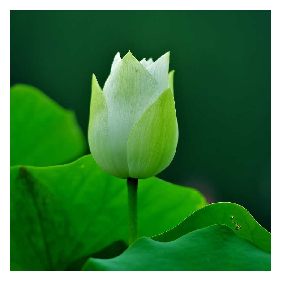 植物