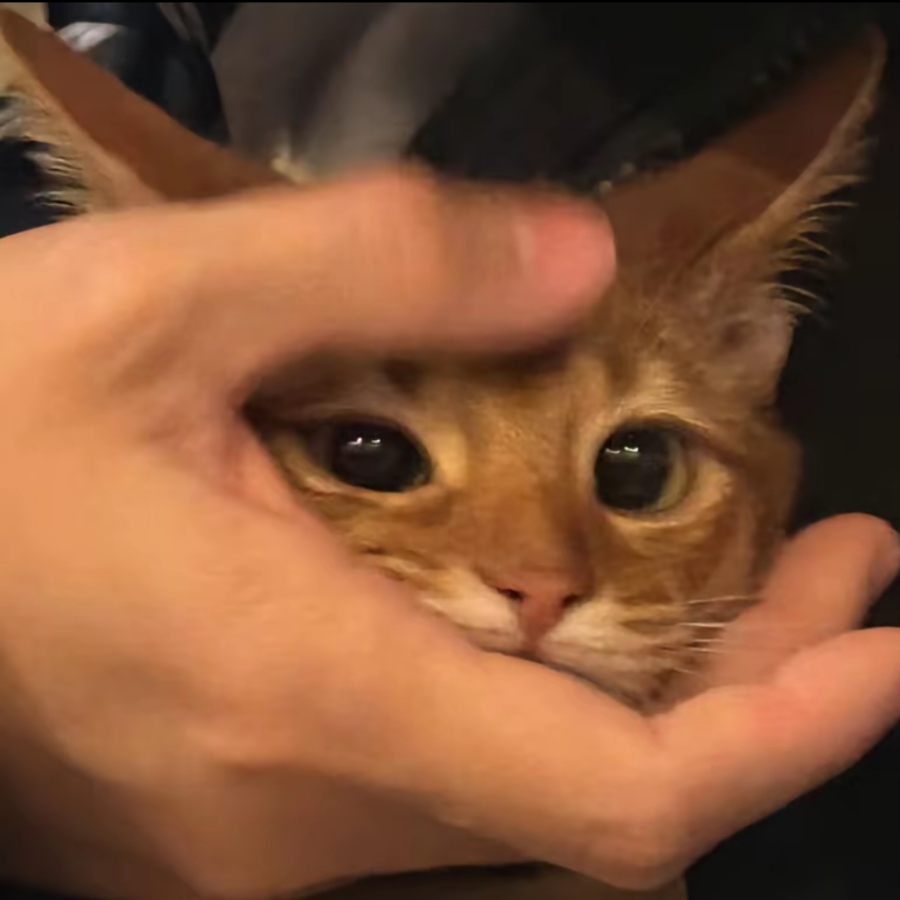 小尾巴