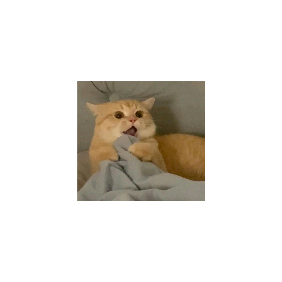 烨薪喵