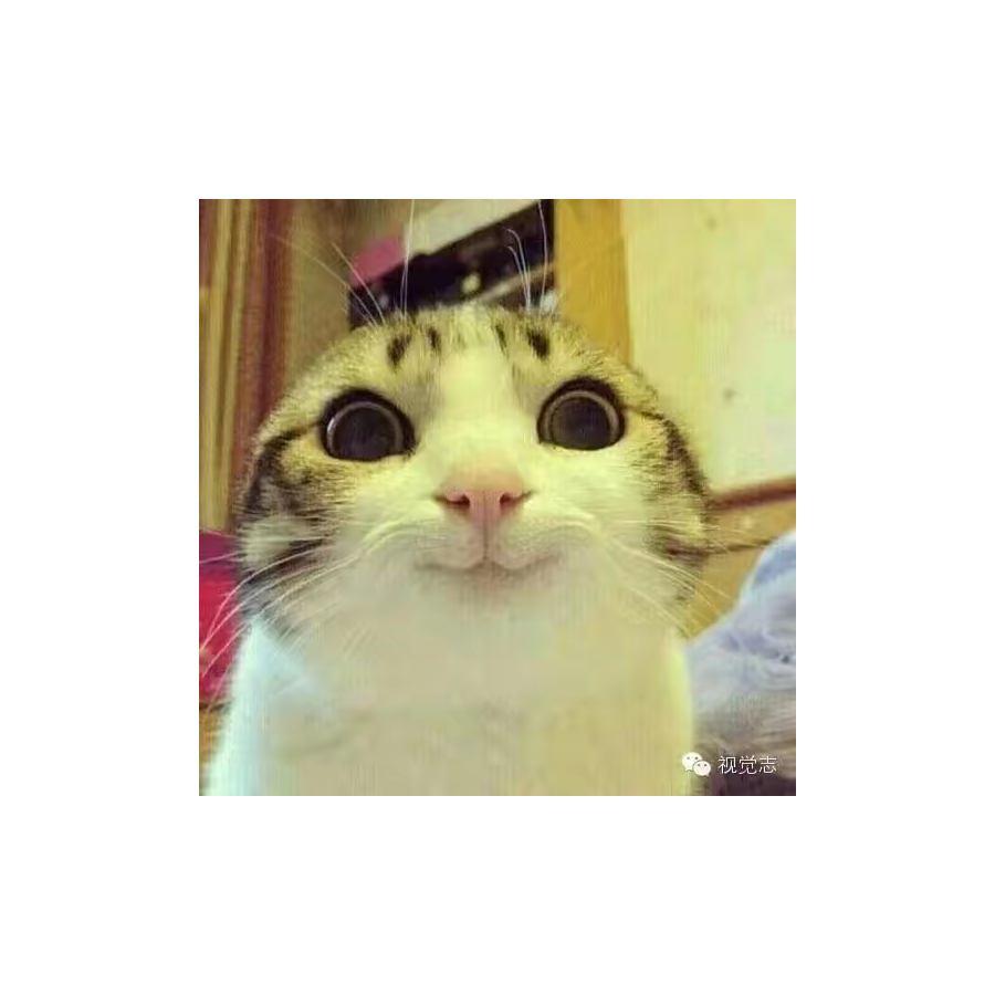 带刀的橘猫