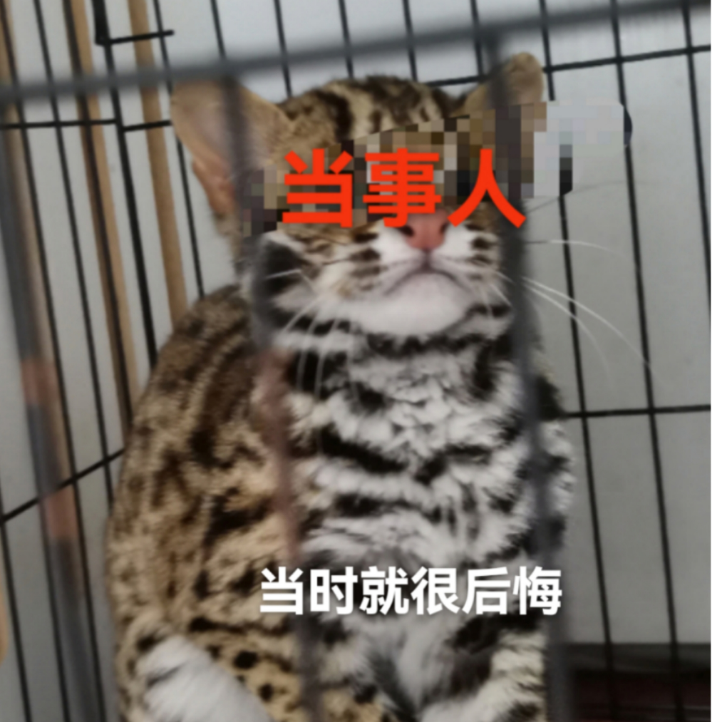 对妞谈禽