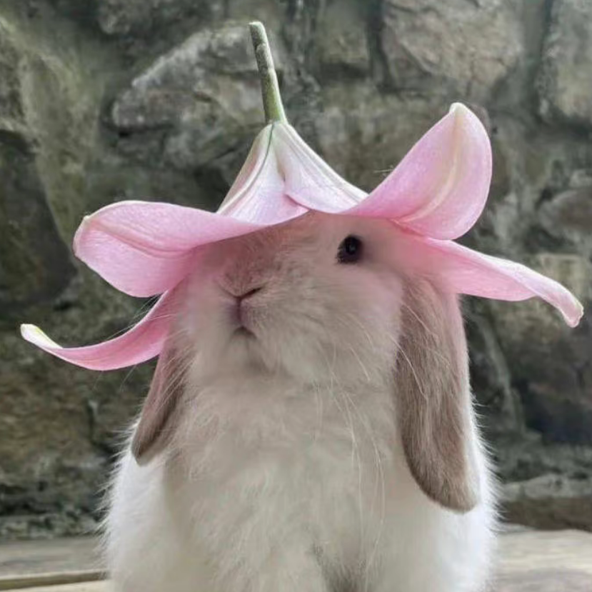 ᙏ̤ ᙏ̤̫ 