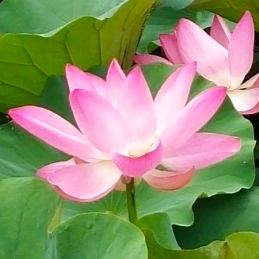 水莲花开