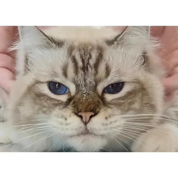 一只长尾猫꧂
