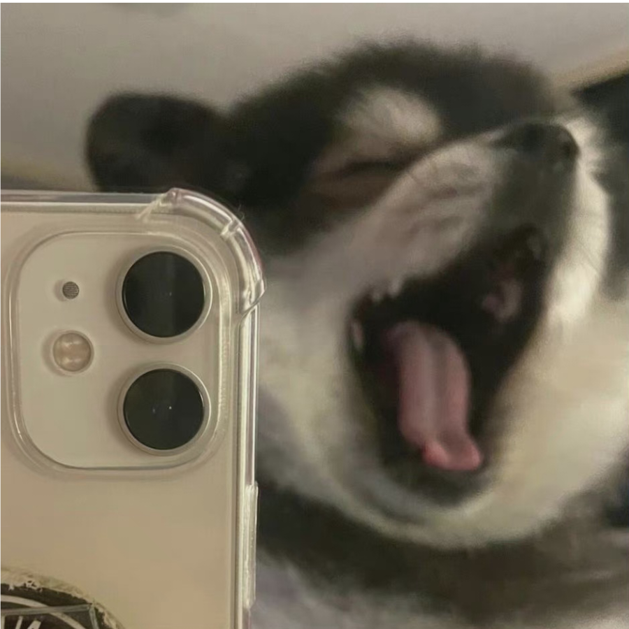 马桶猪