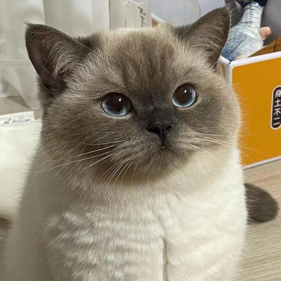 山西煤老板