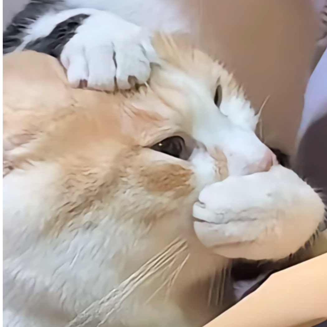 柠檬柚子茶