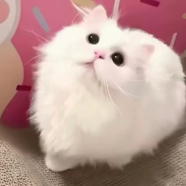 偷只老虎