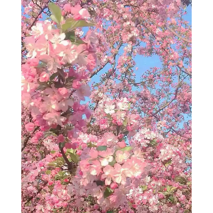 小鱼