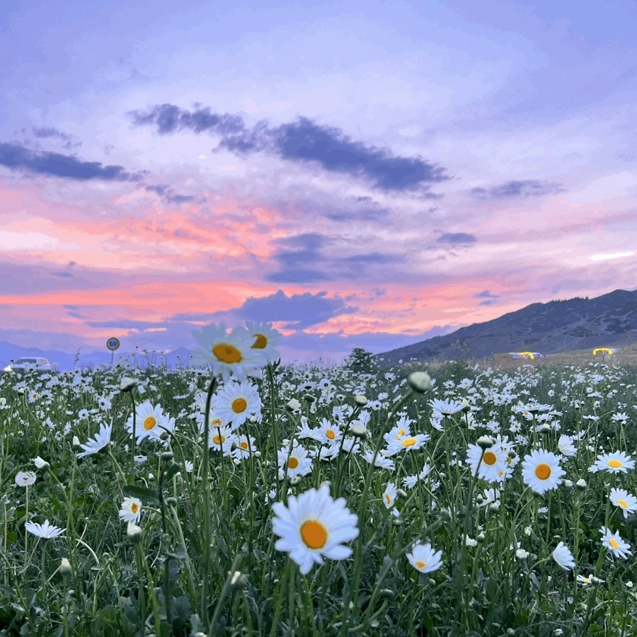 Daisy