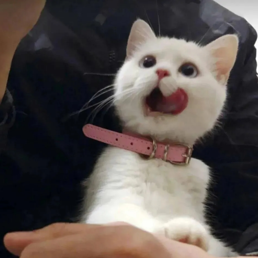 小伊
