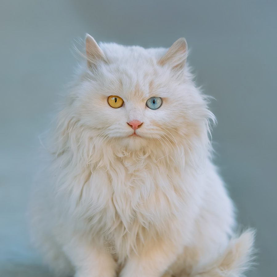 狸子