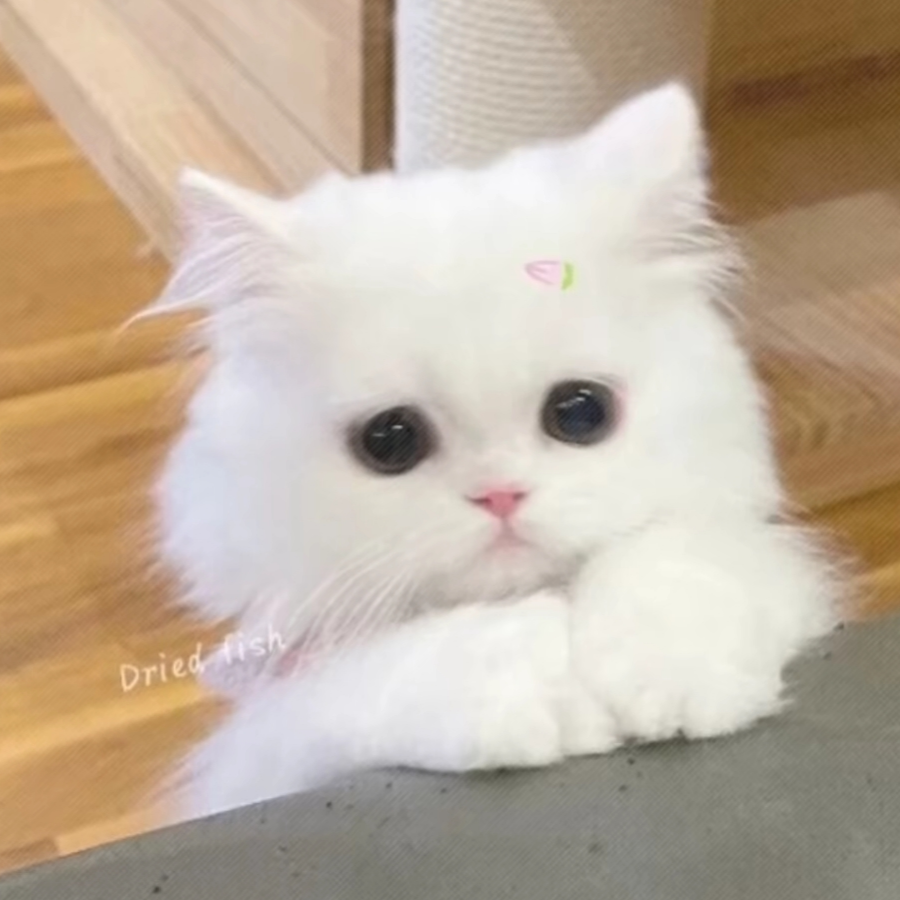 豆豆饼