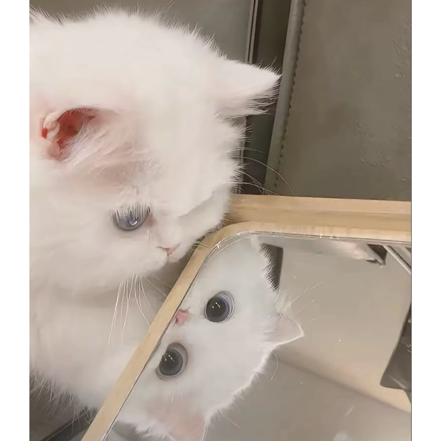 吃鱼骨头不吃鱼
