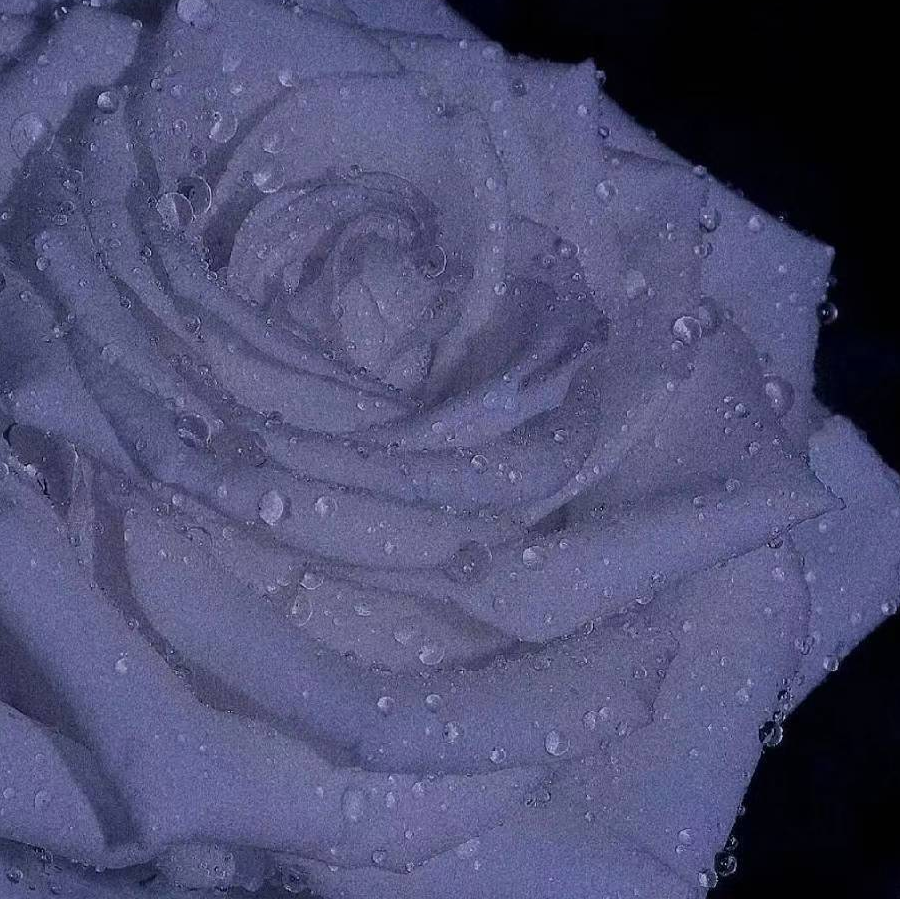 爱炼春秋蝉.