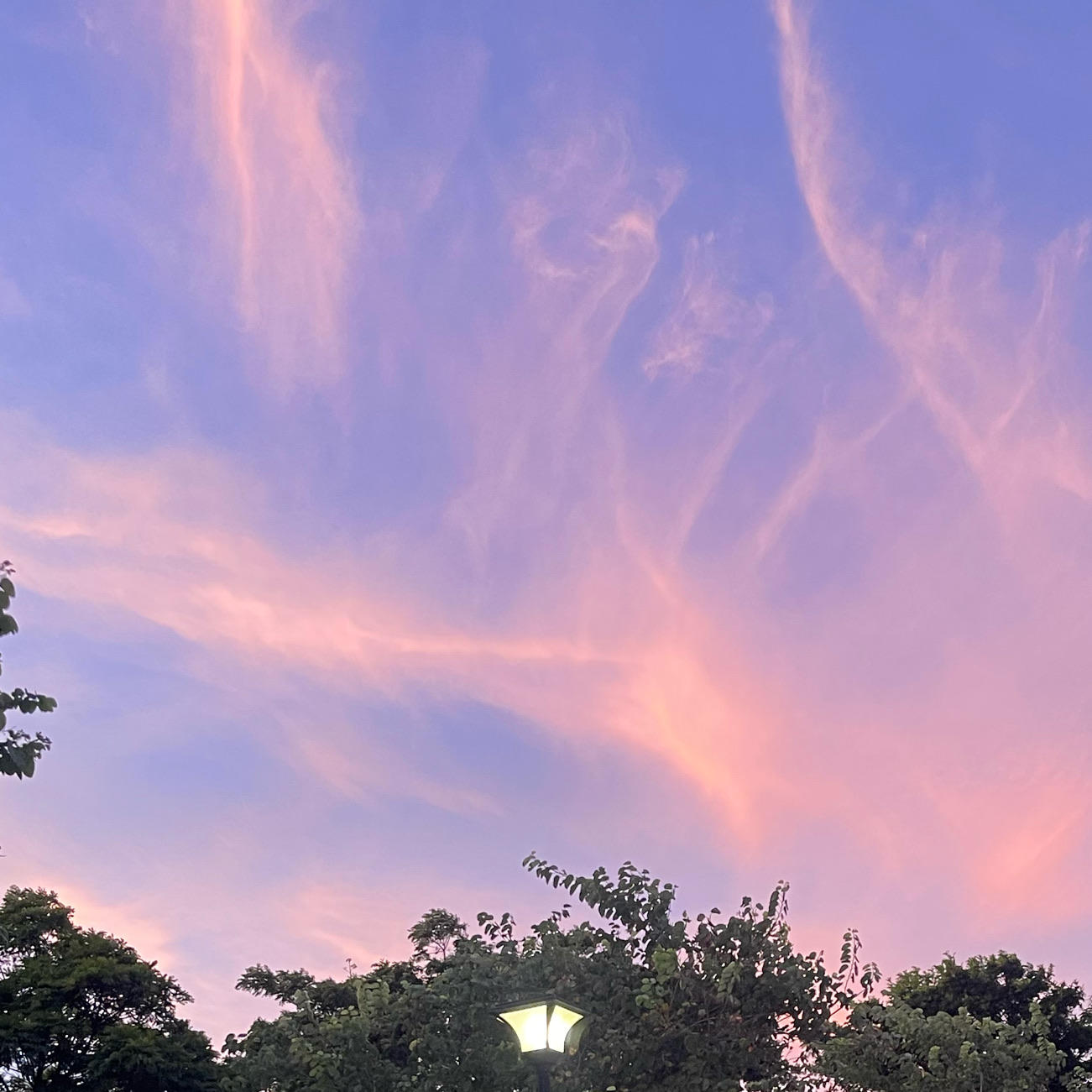 紫嫣_wing