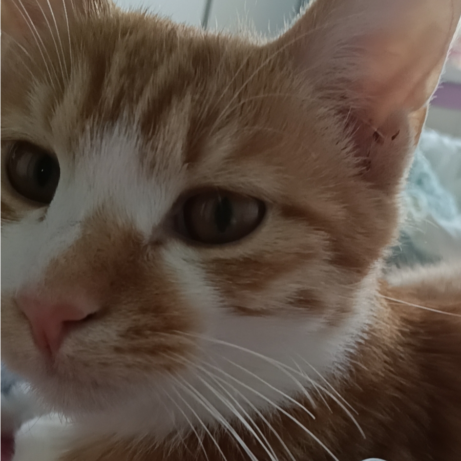 茶茶叫黑猫