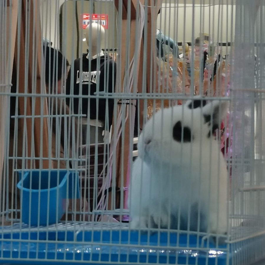 塔斯.特尼亚