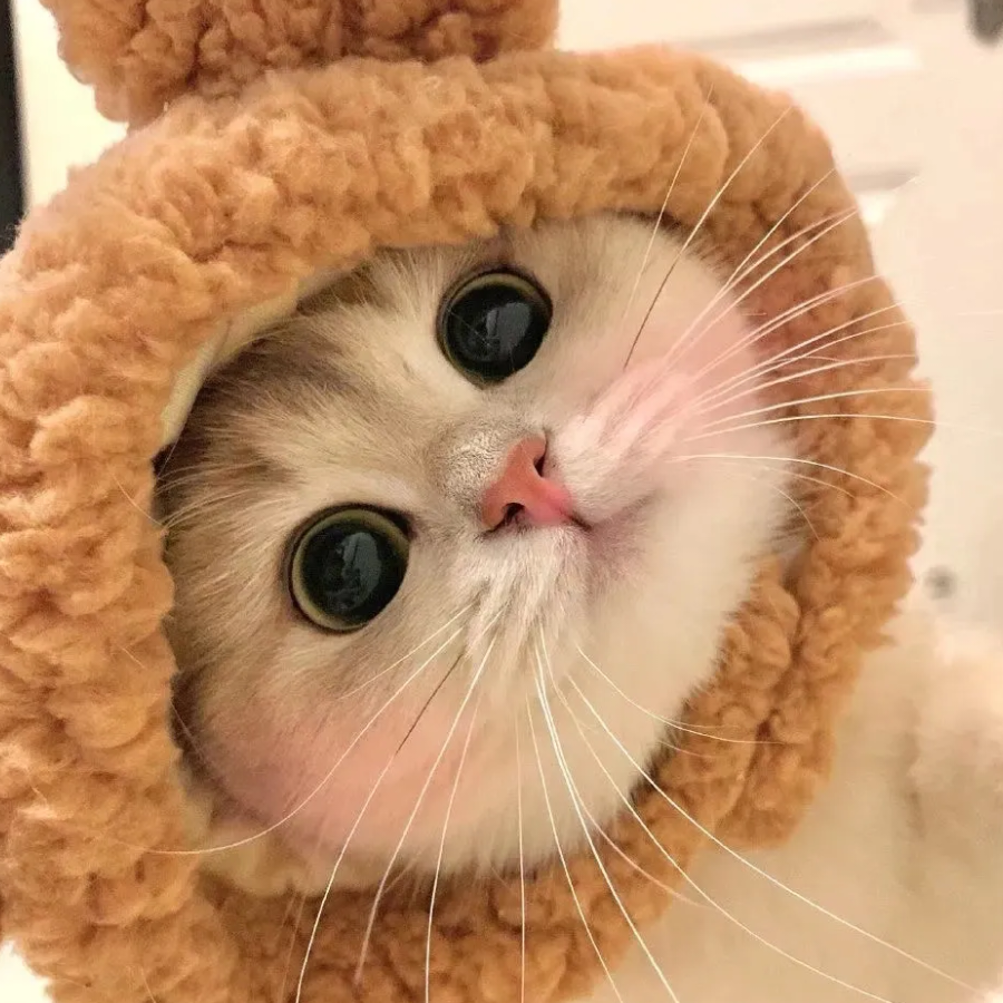 摸鱼人
