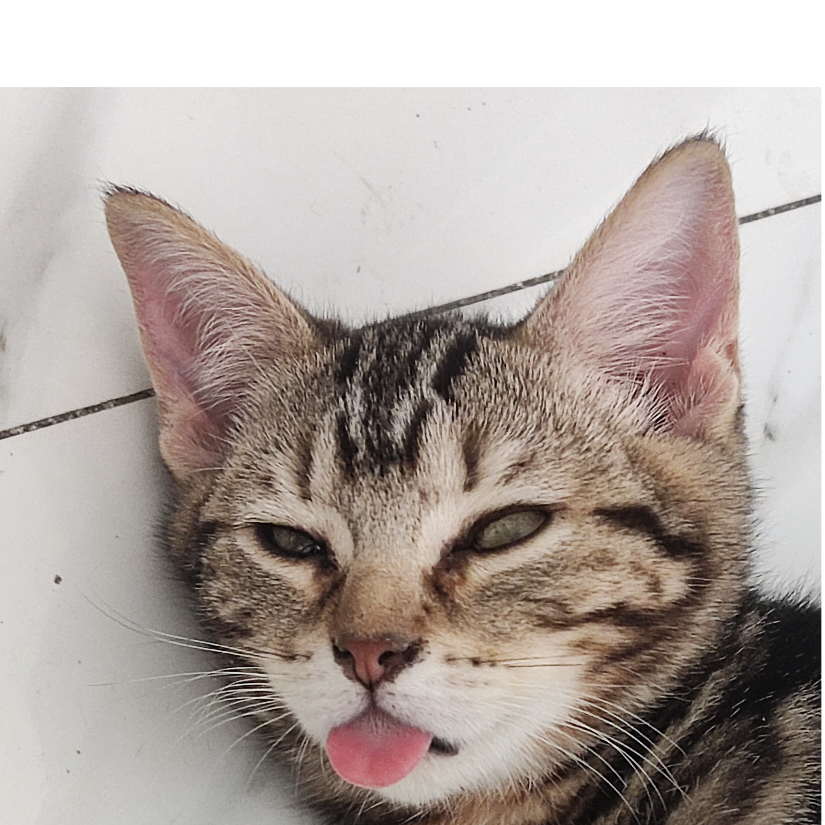 白马