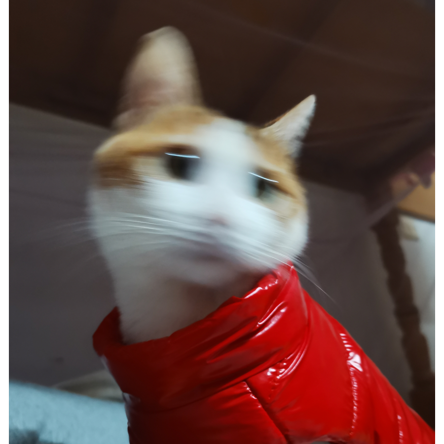 混迹南极圈的某人