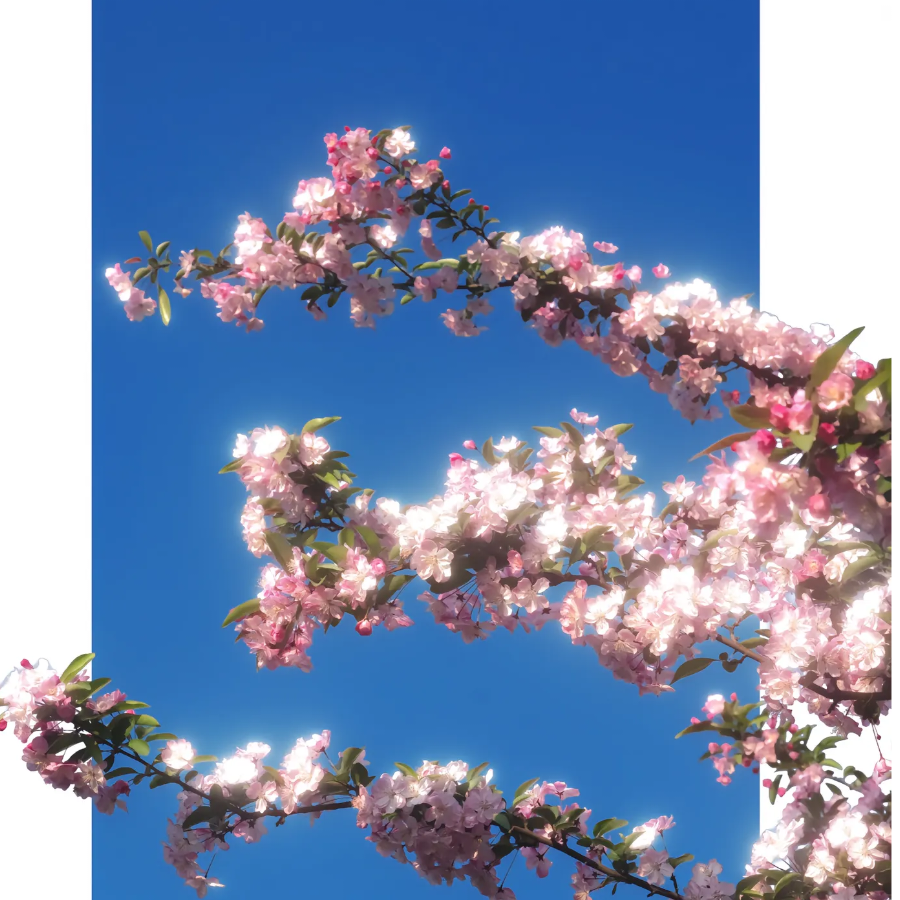 哈鸭