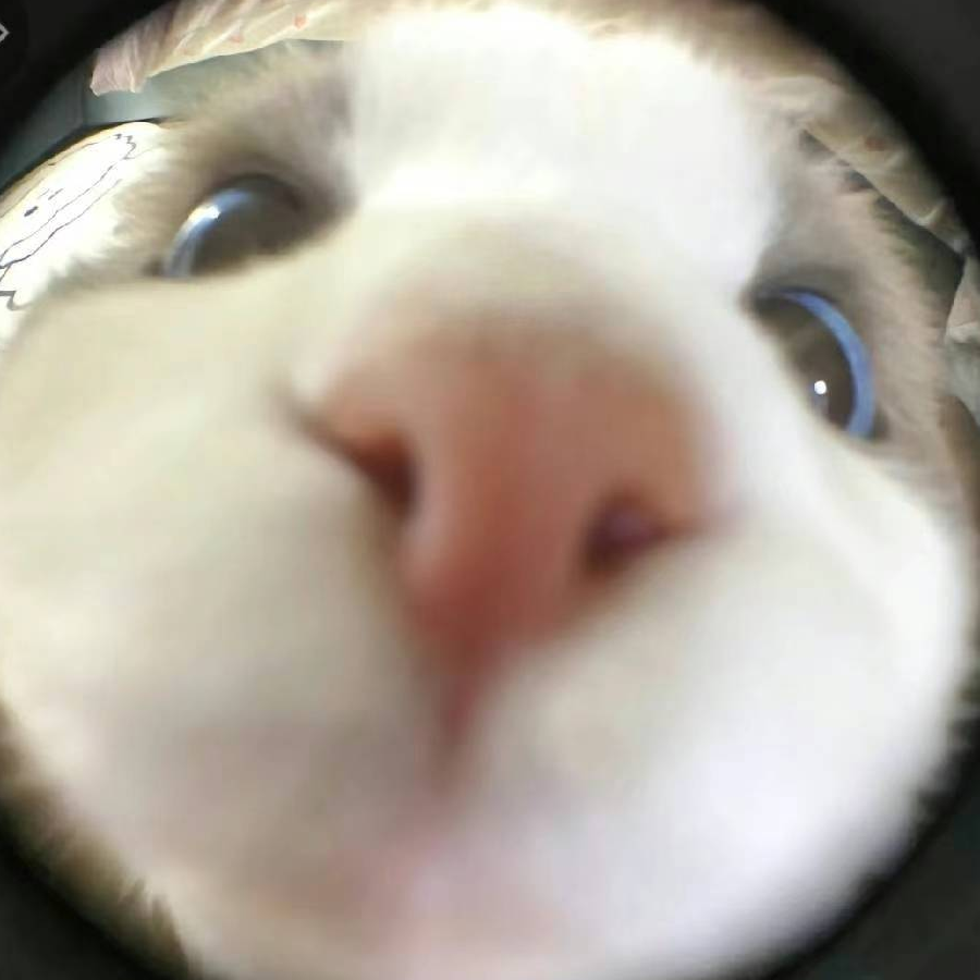 阿狸
