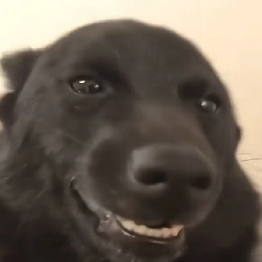 猫各各