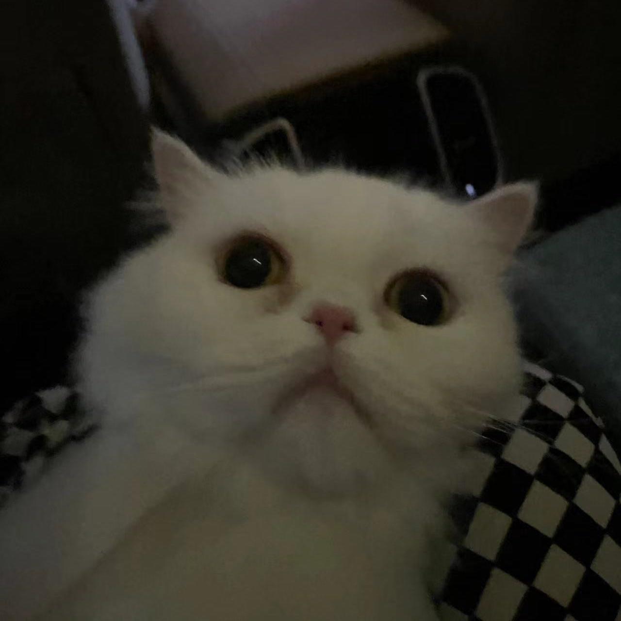 XX