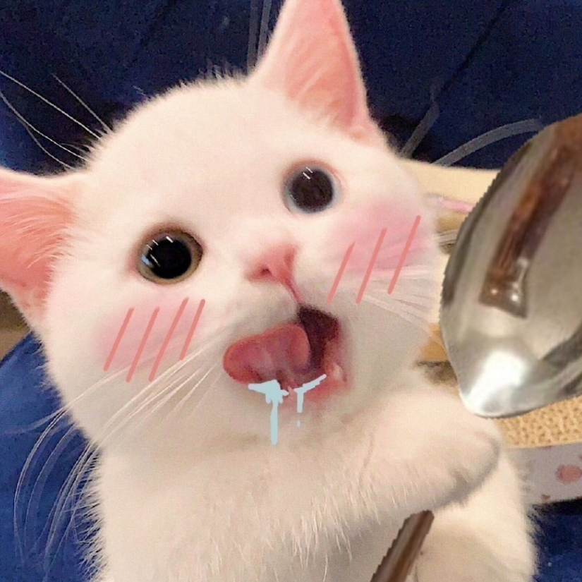圆嘻嘻