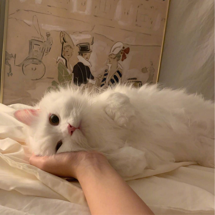 小胖