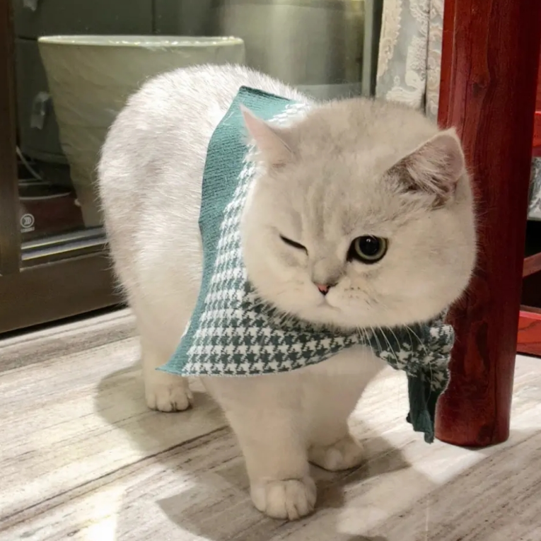 羊