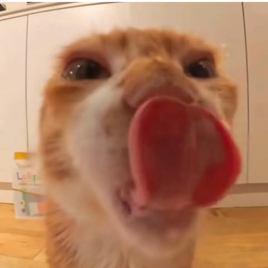 ༺❀ൢ氼乚❀ൢ༻