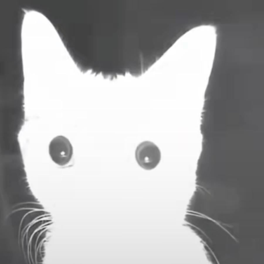 向阳鹿