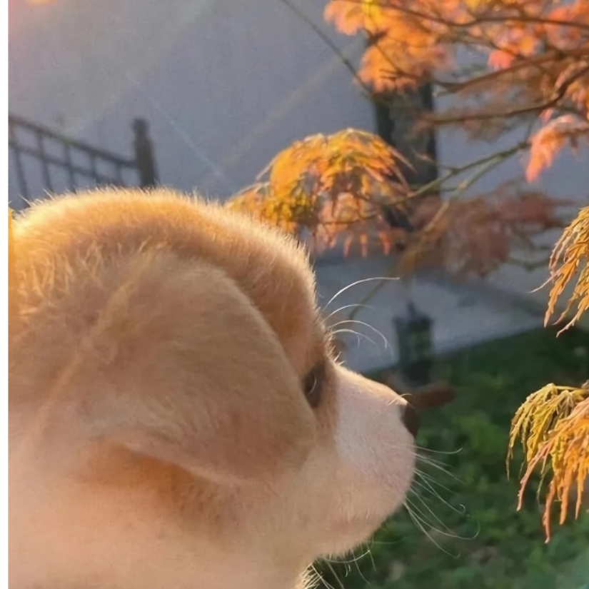 笙笙不息