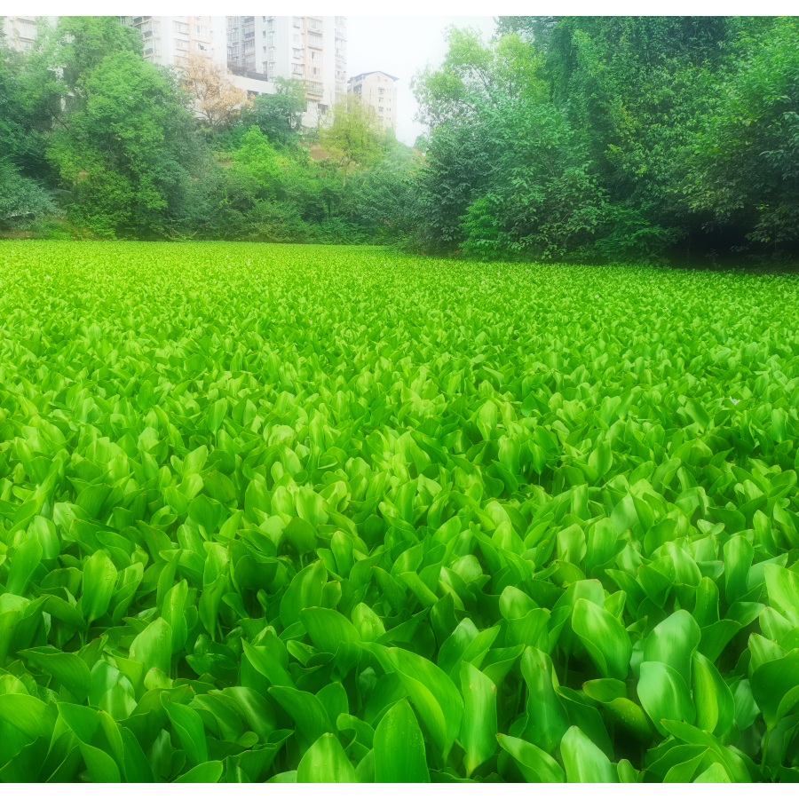 约定已是永恒