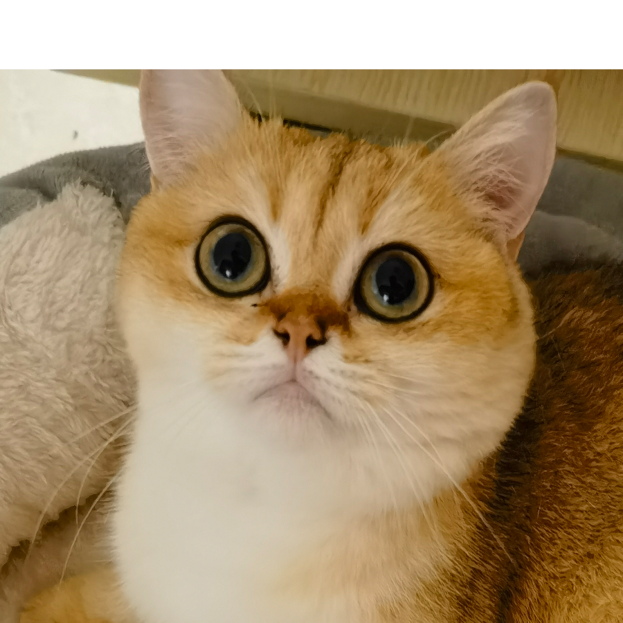 逸奉