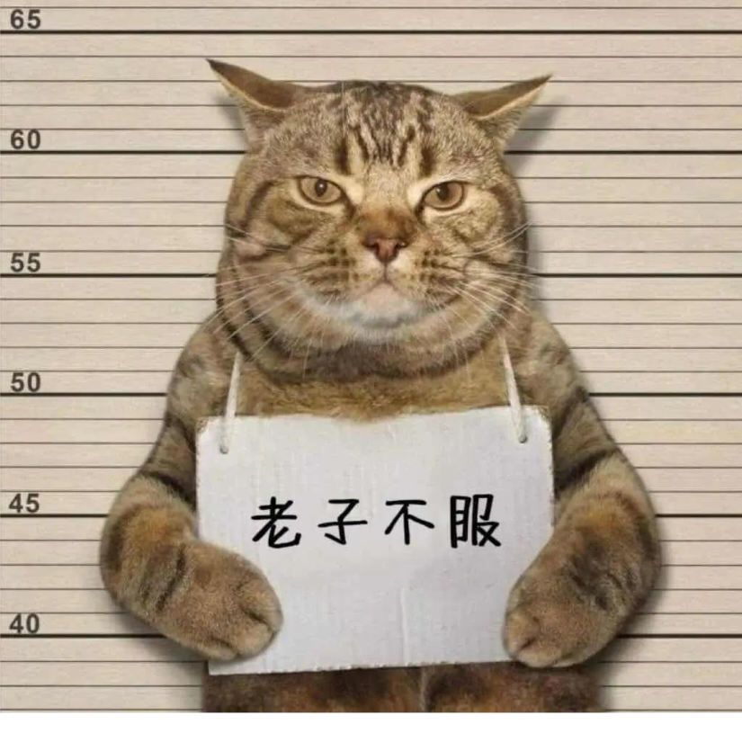 树上有只青蛙
