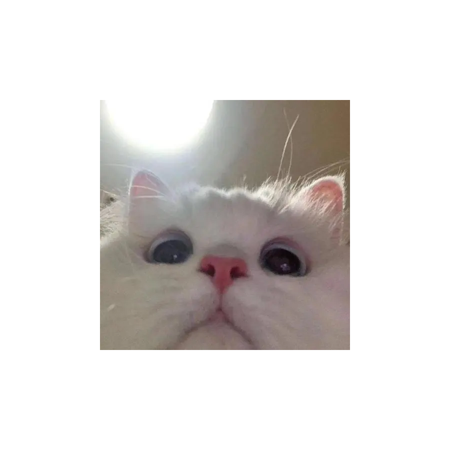 什么草莓芋圆
