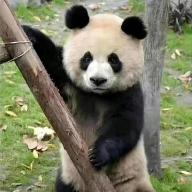 泡泡