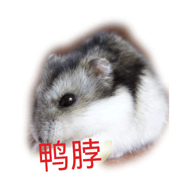 鼠鼠QAQ