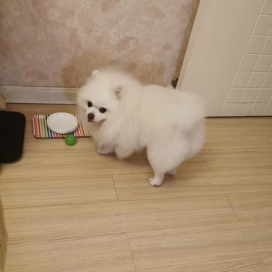 妃洛菲洛